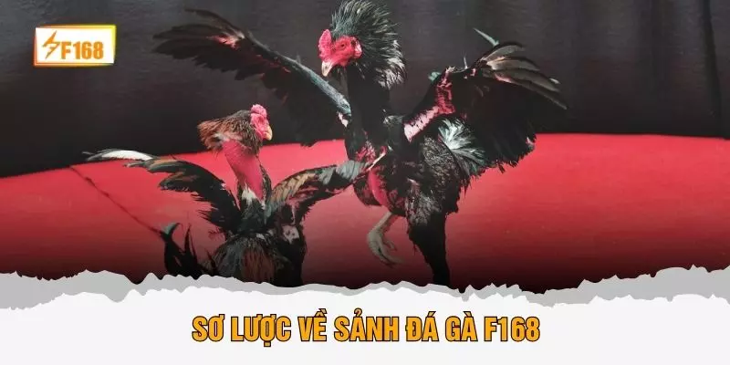 Sơ lược về sảnh đá gà F168